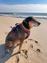 Load image into Gallery viewer, Macramé Flower Collar: 9 inch - 14 inch